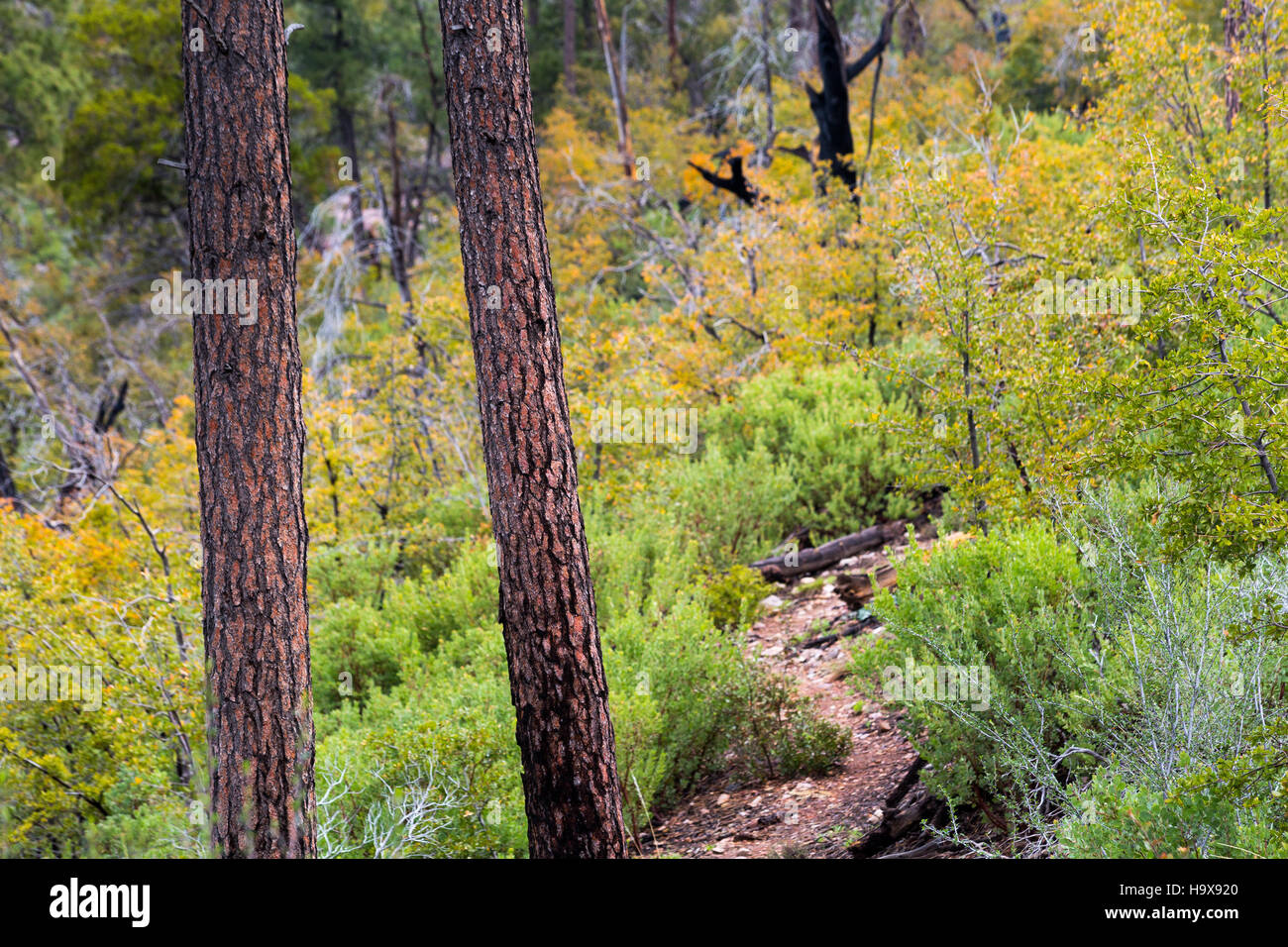 The Arizona Trail in an oak tree forest in the Mazatzal Mountains with