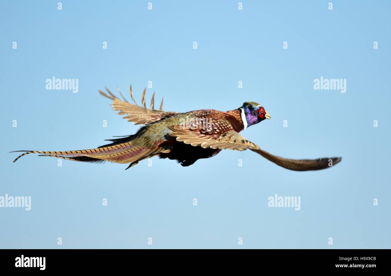 A ringnecked pheasant flies above the Lacreek National Wildlife Refuge