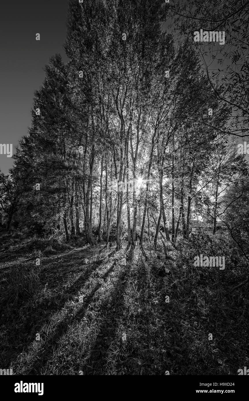 Black and white trees hi-res stock photography and images - Alamy