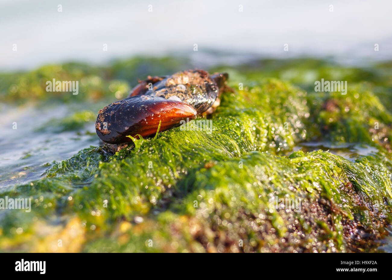 Shell lying on beach hi-res stock photography and images - Alamy