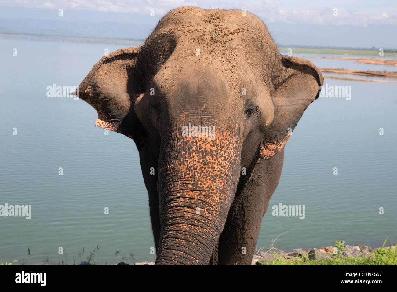 Elephant waiting food in hi-res stock photography and images - Alamy