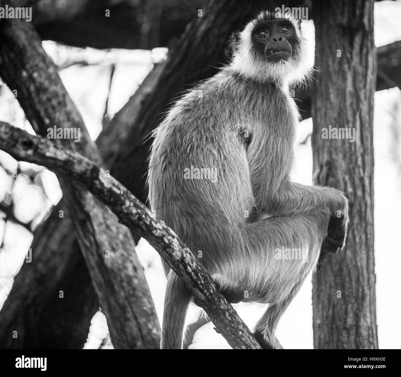 National animal of sri lanka Black and White Stock Photos & Images - Alamy