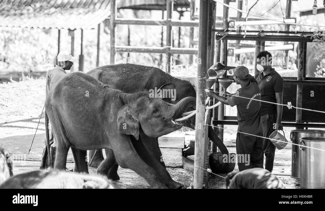 Asian elephants being fed, Udawalawe Elephant Transit Home, Sri Lanka Stock Photo
