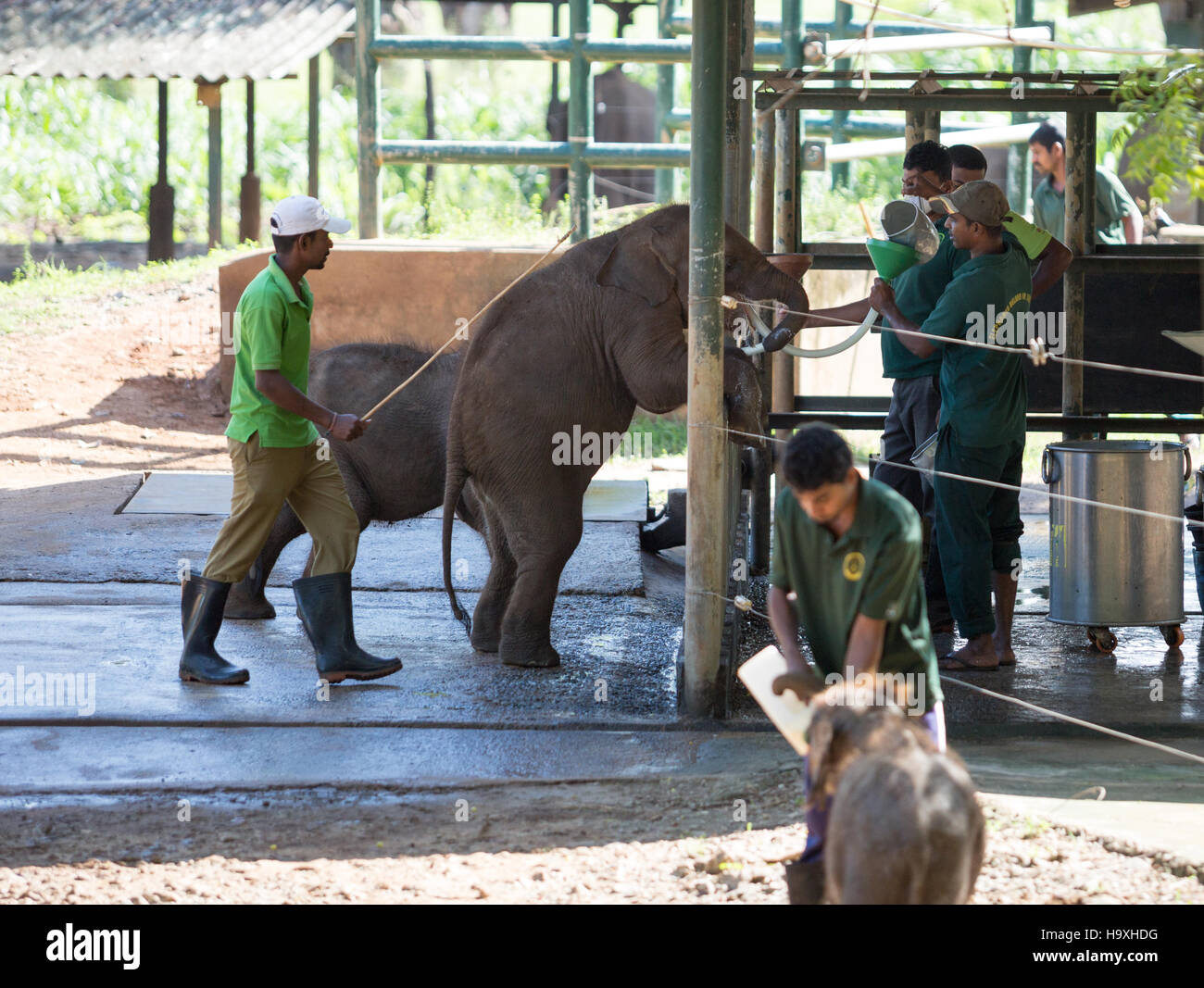 Asian elephants being fed, Udawalawe Elephant Transit Home, Sri Lanka