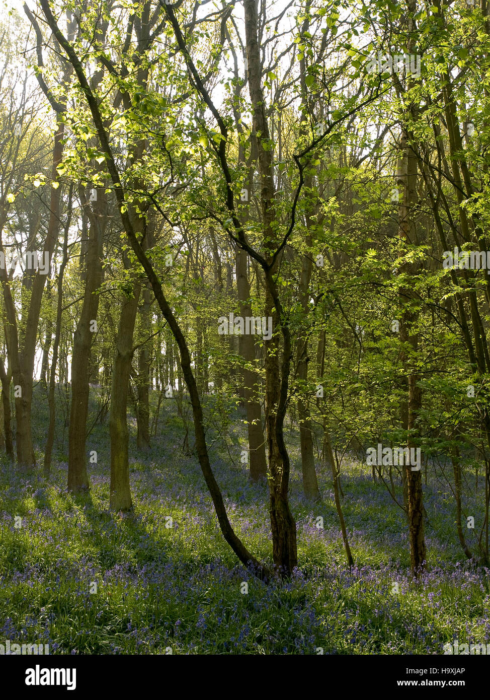 The Blue Bell Woods Atherson Warwickshire, England Stock Photo Alamy