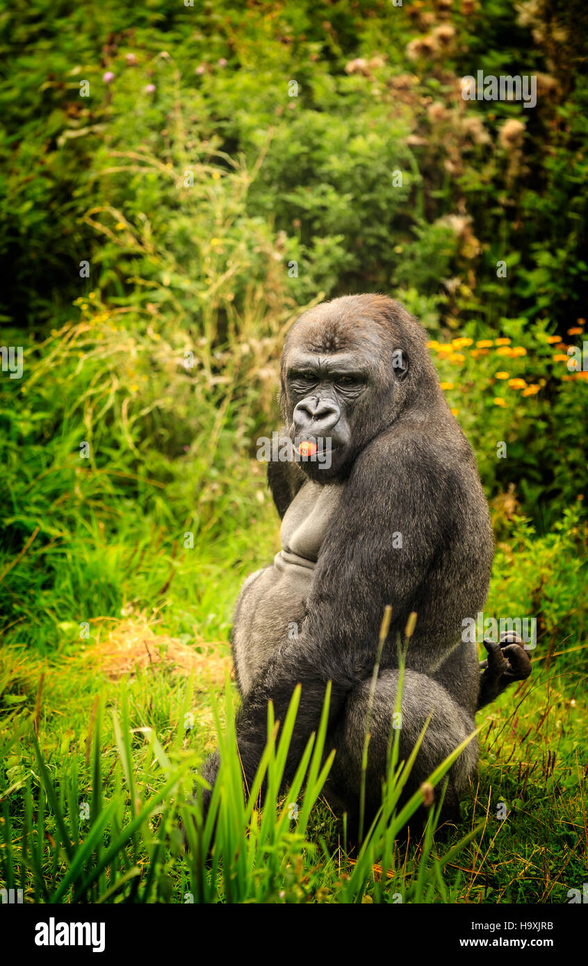 Chester Zoo UK Cheeky Gorilla Stock Photo