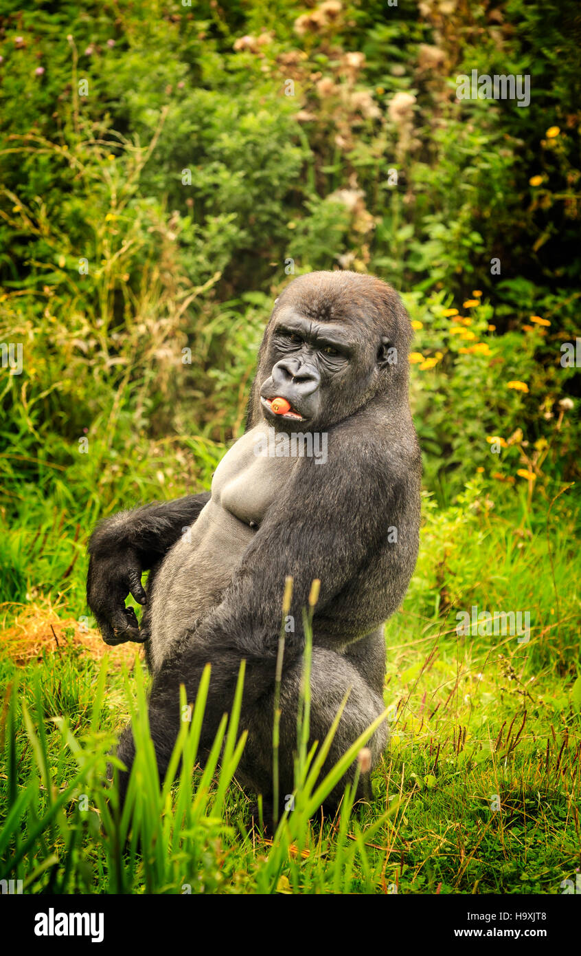Strong gorilla hires stock photography and images Alamy