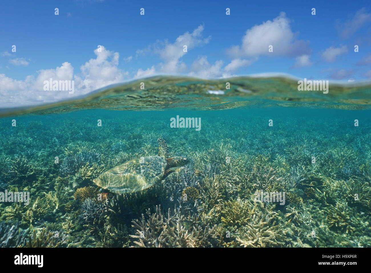 Above and below water, a green sea turtle over a shallow coral reef underwater and blue sky with clouds split by waterline, New Caledonia, south Pacif Stock Photo