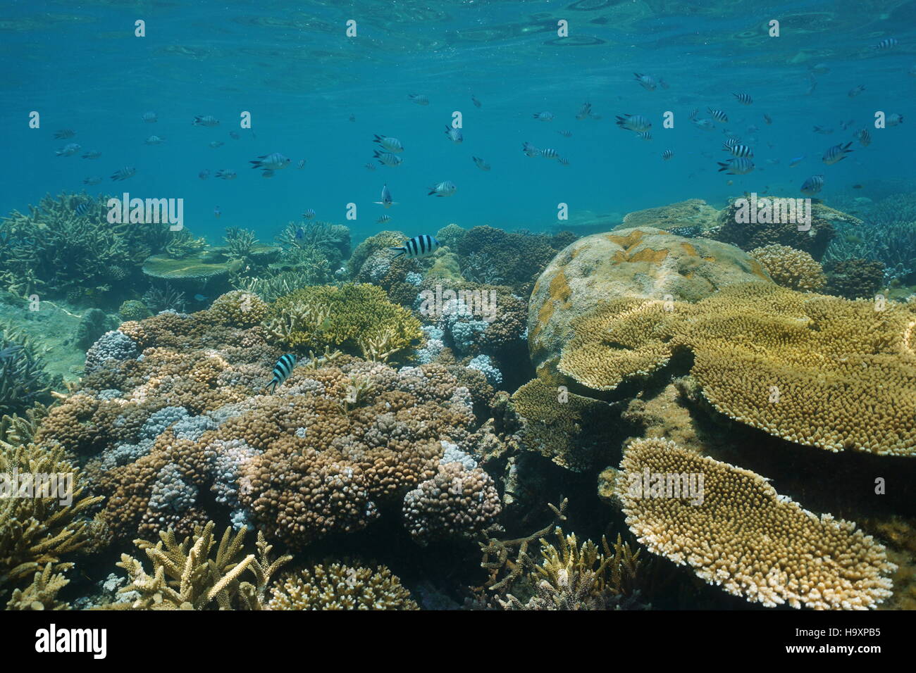 Soft and hard corals underwater on a shallow coral reef with fish damselfish, New Caledonia, south Pacific ocean Stock Photo
