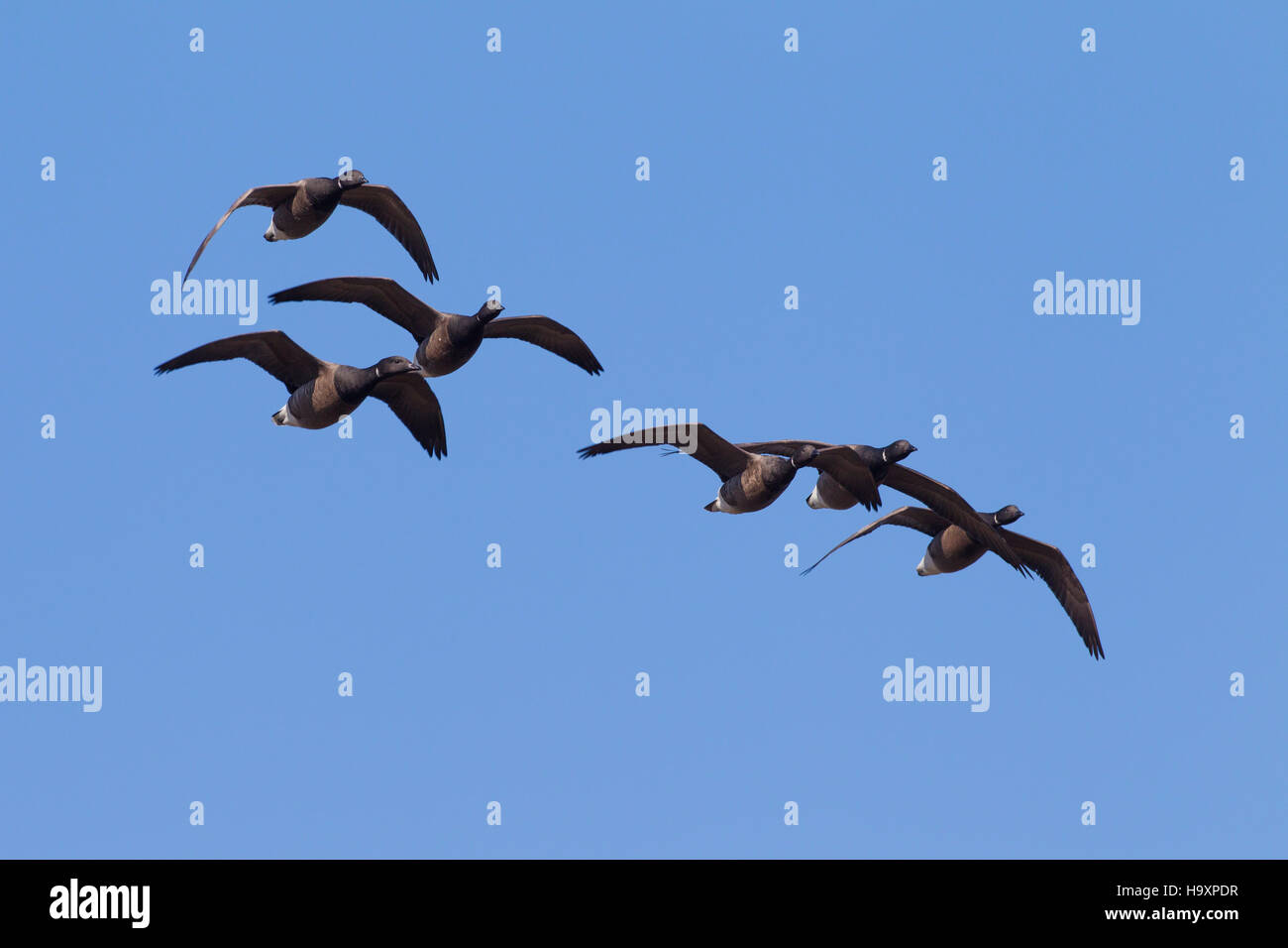 Brant geese / brent geese (Branta bernicla) flock in flight during migration against blue sky Stock Photo