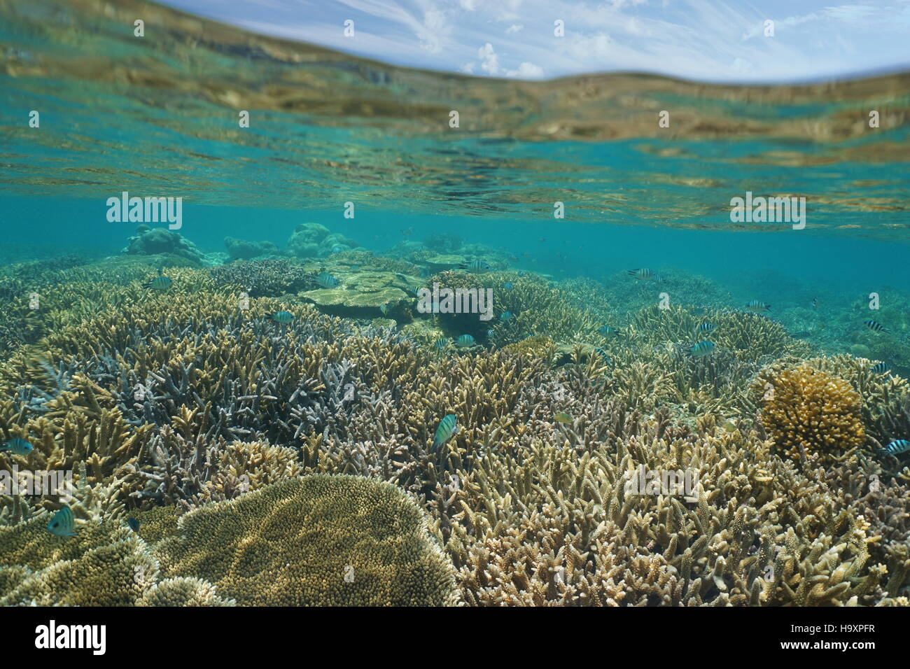 Shallow coral reef with fish underwater and sky with clouds above waterline, New Caledonia, south Pacific ocean Stock Photo