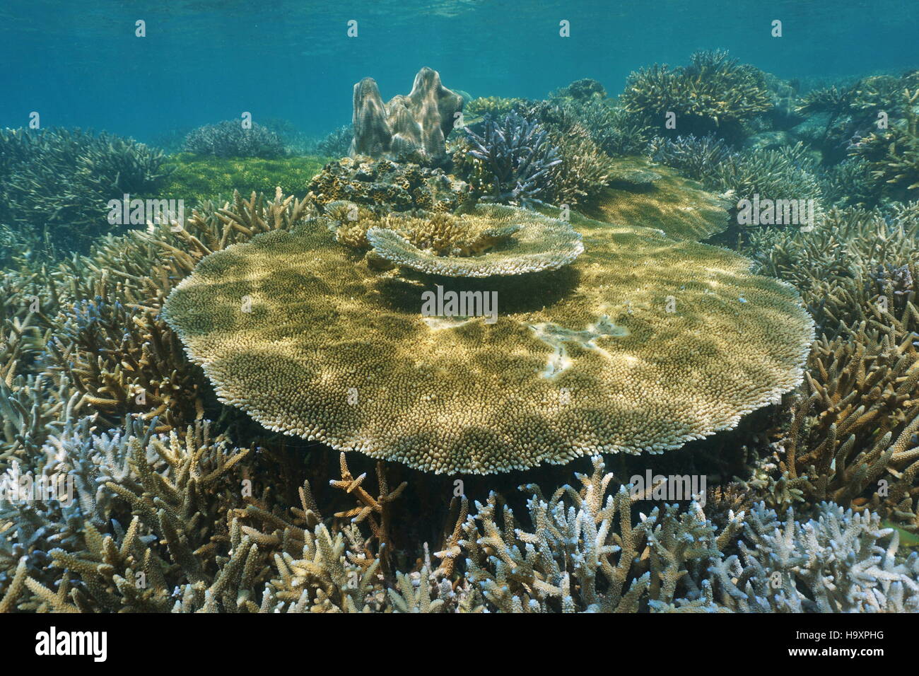 Underwater marine life, Acropora table coral on an healthy reef, New Caledonia, south Pacific ocean Stock Photo