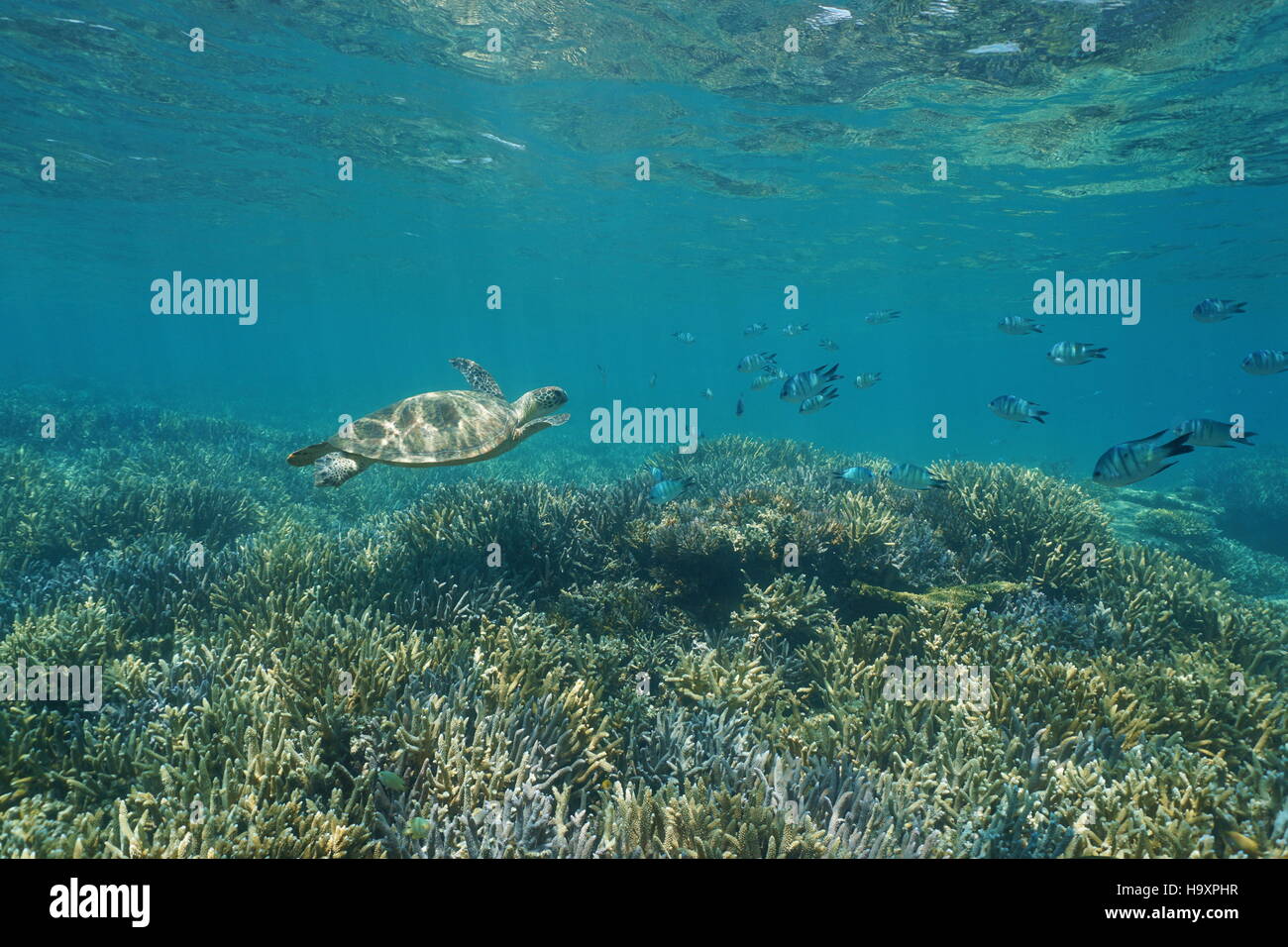 Underwater coral reef with a green sea turtle and fish, New Caledonia, south Pacific ocean Stock Photo