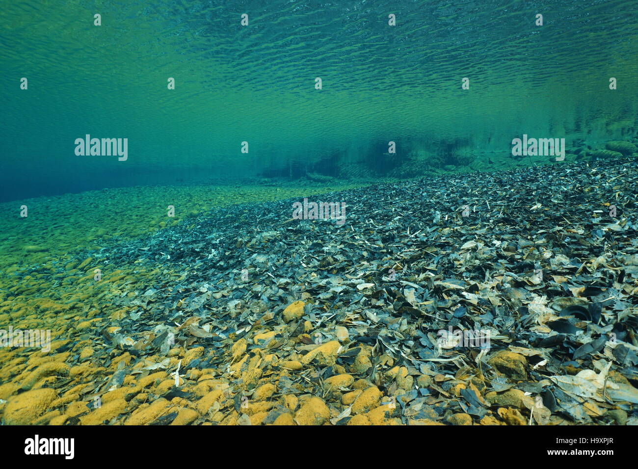 Underwater in a river with clear water and dead leaves on the riverbed, natural scene, Dumbea river, New Caledonia south Pacific Stock Photo