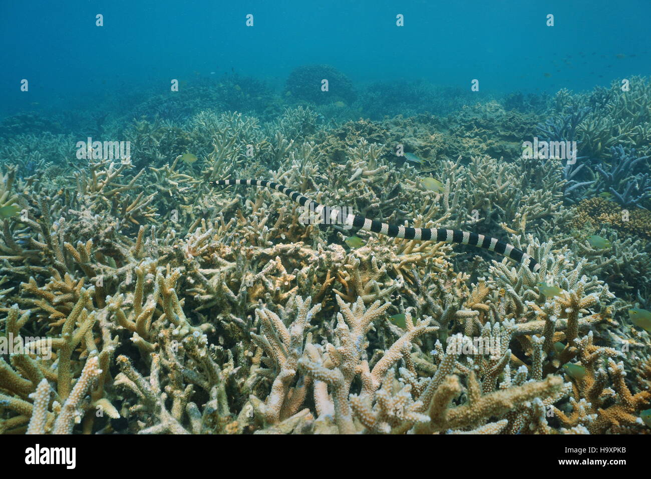 Underwater sea snake banded sea krait, Laticauda colubrina, over Acropora staghorn coral, south Pacific ocean, New Caledonia Stock Photo