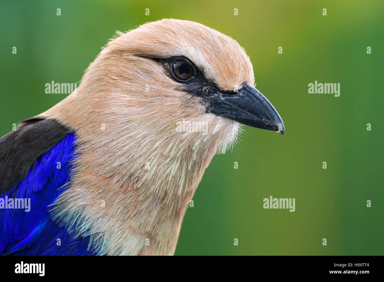 The blue-bellied roller Stock Photo