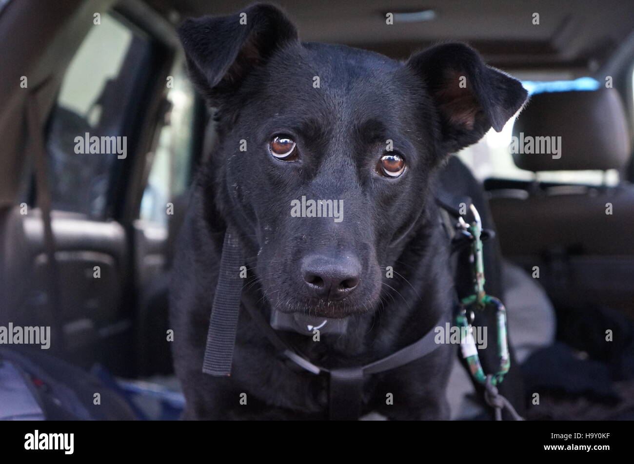 Black dog inquisitive eyes Stock Photo