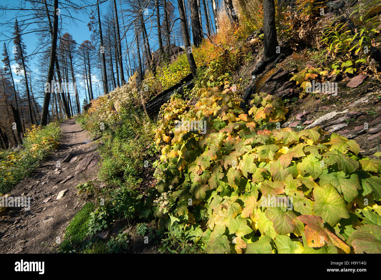 Thimbleberry Stock Photos & Thimbleberry Stock Images Alamy