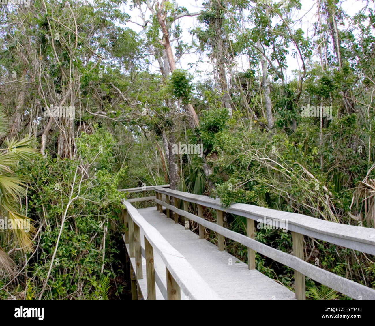 The Mahogany Hammock Boardwalk in Everglades National Park offers a ... - Including The Boardwalk