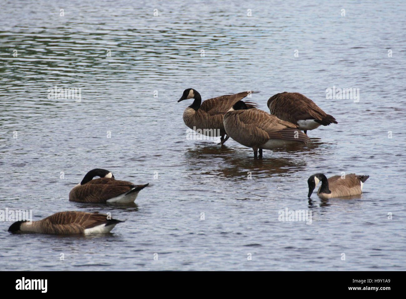 Canadian Geese are seen in the Turning Basin an important migratory