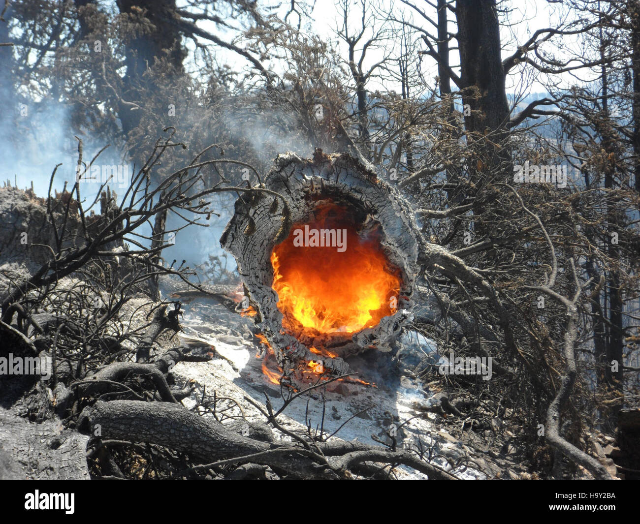 This photo depicts the aftermath of a forest fire in the United States ...