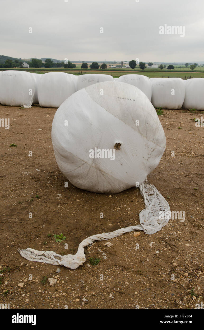 MD farm produce organic hay soybeans Stock Photo Alamy
