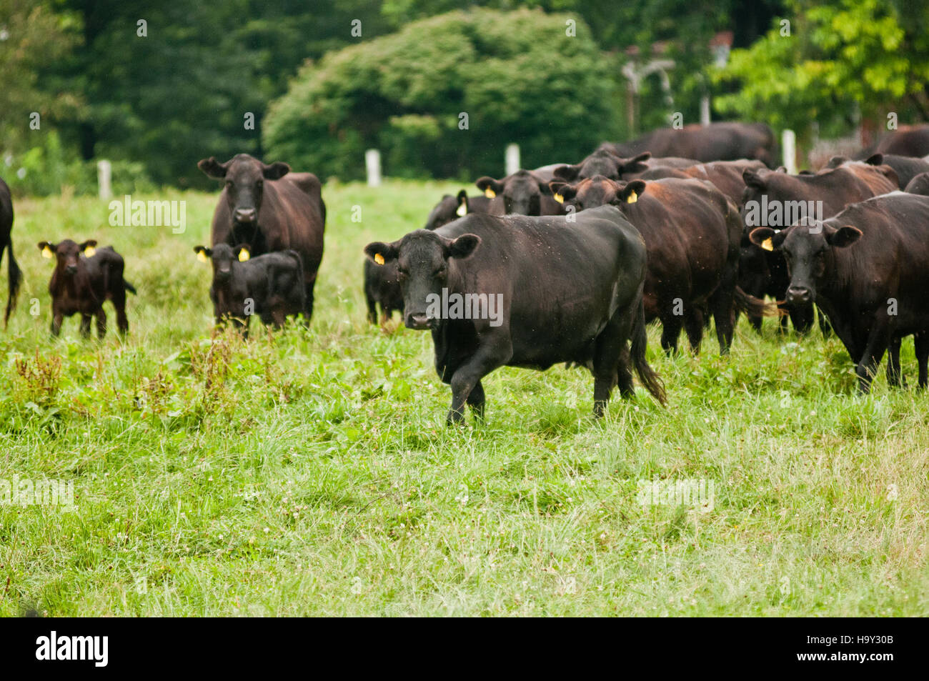 “Black Angus” cattle Guernsey cow Stock Photo - Alamy