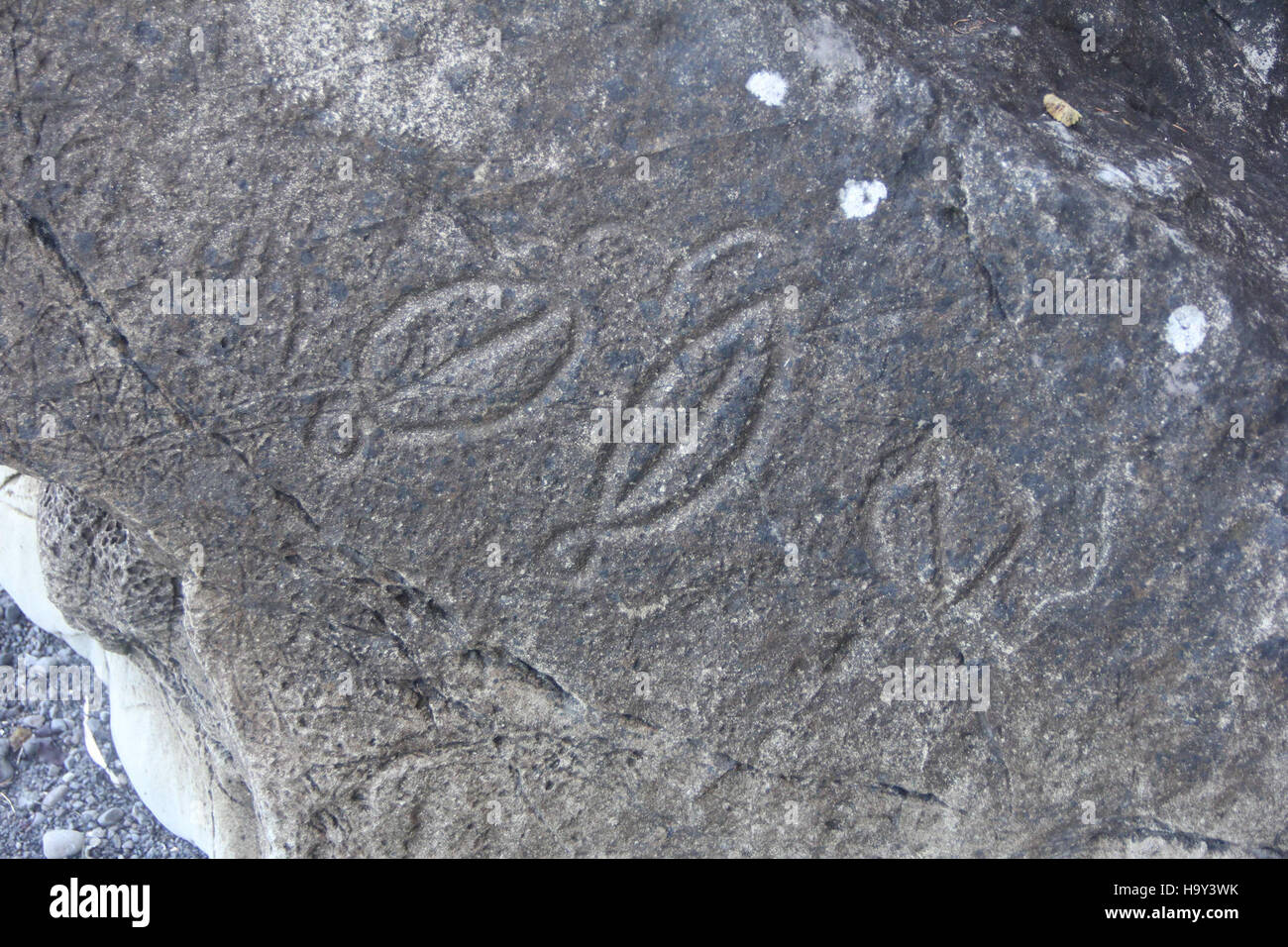 Petroglyphs at olympic national park provide a glimpse into the