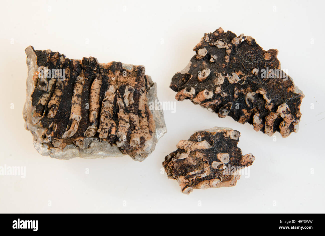 Range of fossilized corals hi-res stock photography and images - Alamy