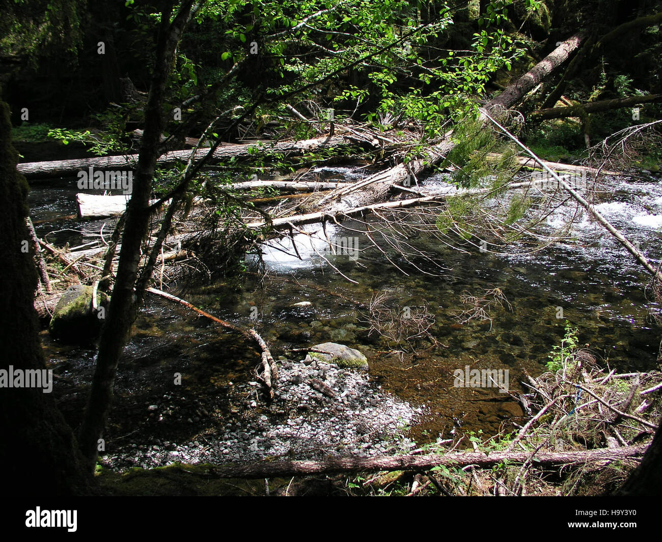 Bull trout habitat hires stock photography and images Alamy