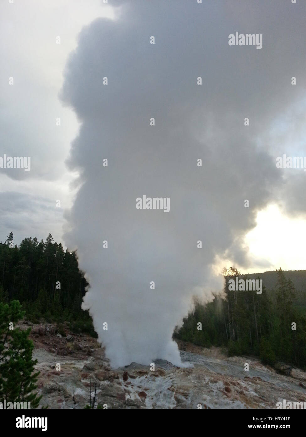 Steamboat Geyser in Yellowstone National Park is erupting in its steam ...