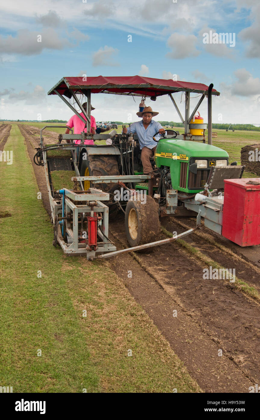 The USDA supports Texas turf farms like Boston Brown/Quality Turf Farms, providing resources and assistance for harvesting sod and supporting migrant farm workers involved in agriculture and turf management. Stock Photo