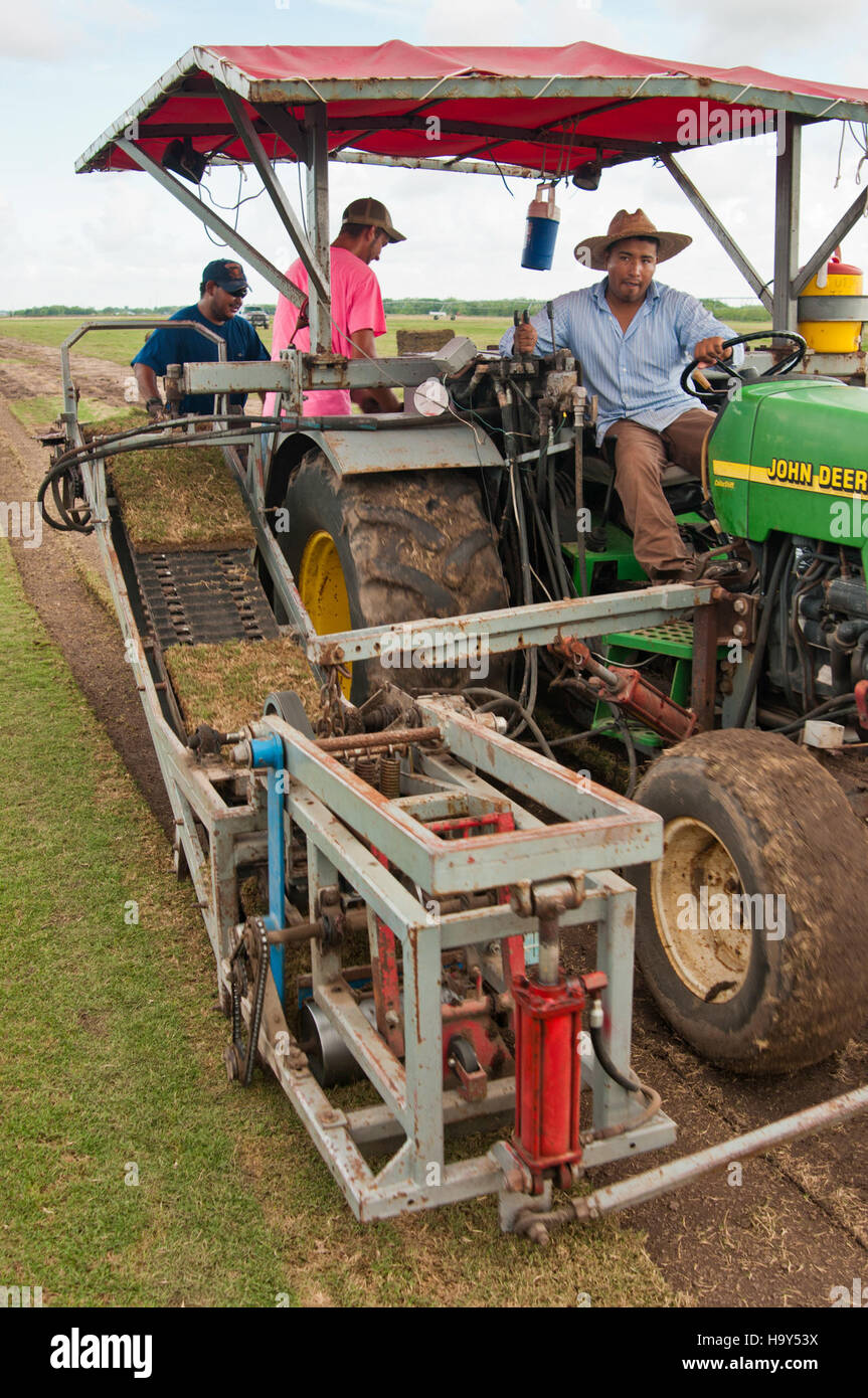 This image from Quality Turf Farms in Texas features migrant farm workers harvesting sod for agricultural purposes. The USDA supports sustainable practices in the farming industry. Stock Photo