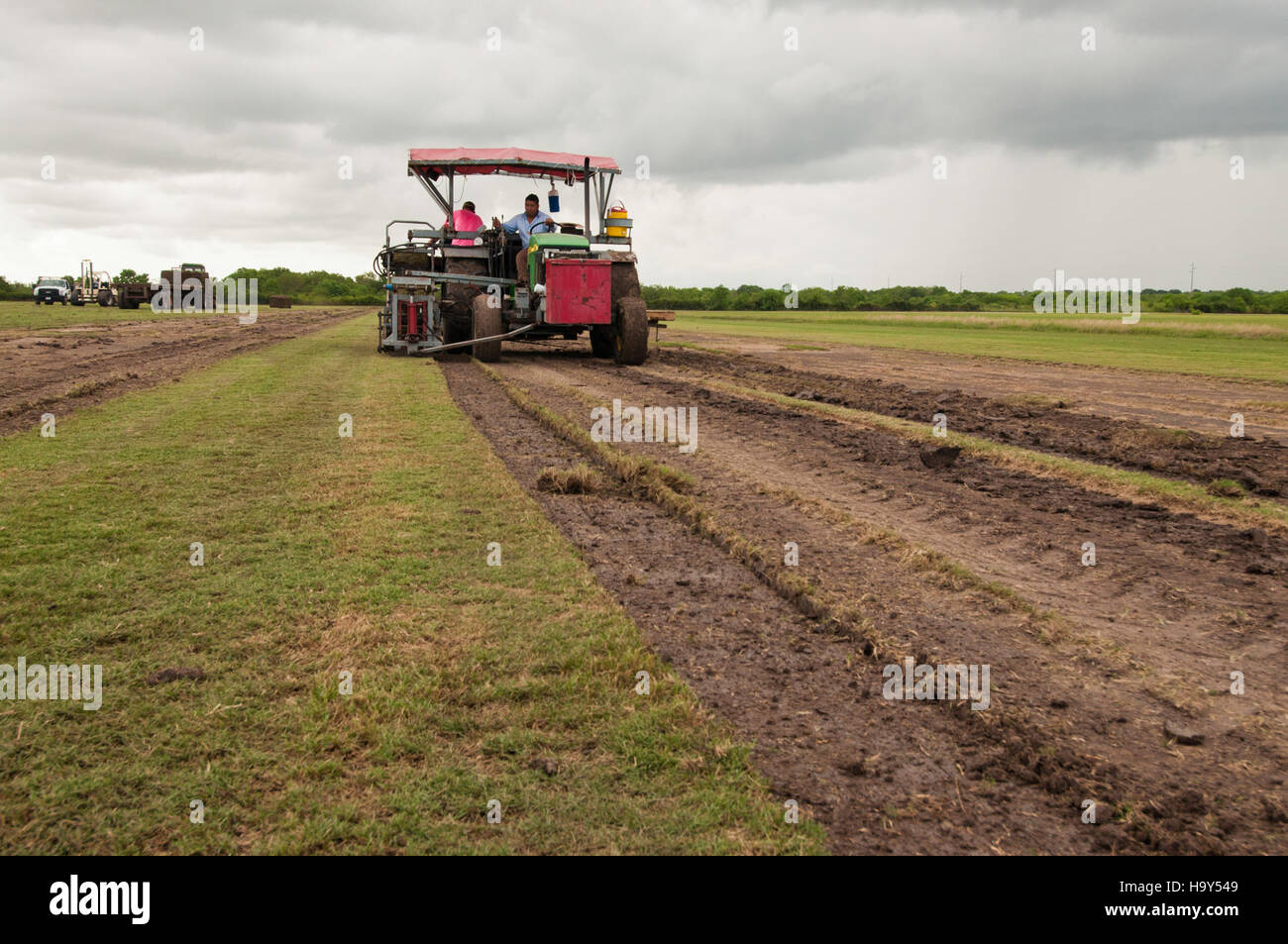 Harvesting at Boston Brown/Quality Turf Farms in Texas, with migrant farm workers involved in sod production and farm operations, showcasing agricultural work and labor in the U.S. Stock Photo