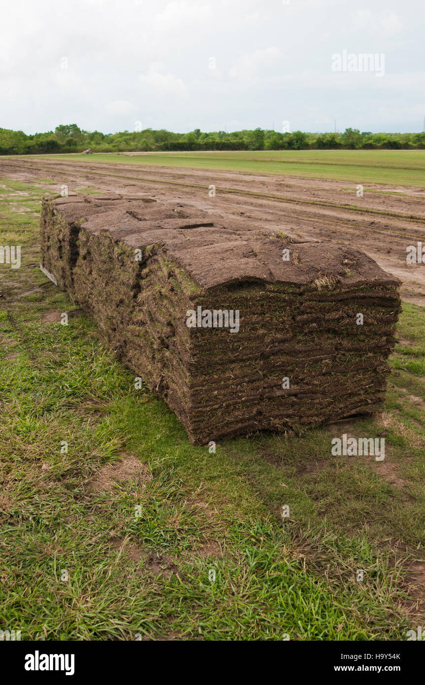 A migrant farm worker harvests sod at Quality Turf Farms in Texas, highlighting agricultural labor, farm operations, and USDA’s role in supporting sustainable farming practices. Stock Photo