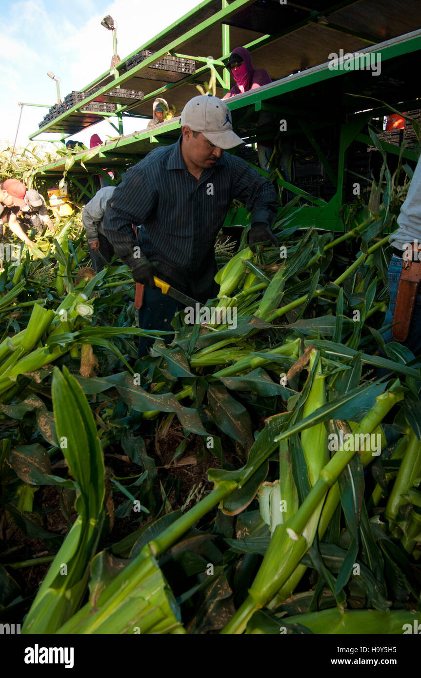 Migrant farm workers in California's Gilroy region are an essential ...