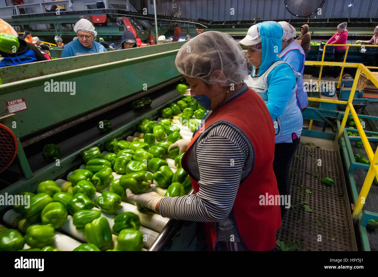 Green bell pepper migrant hi-res stock photography and images - Alamy