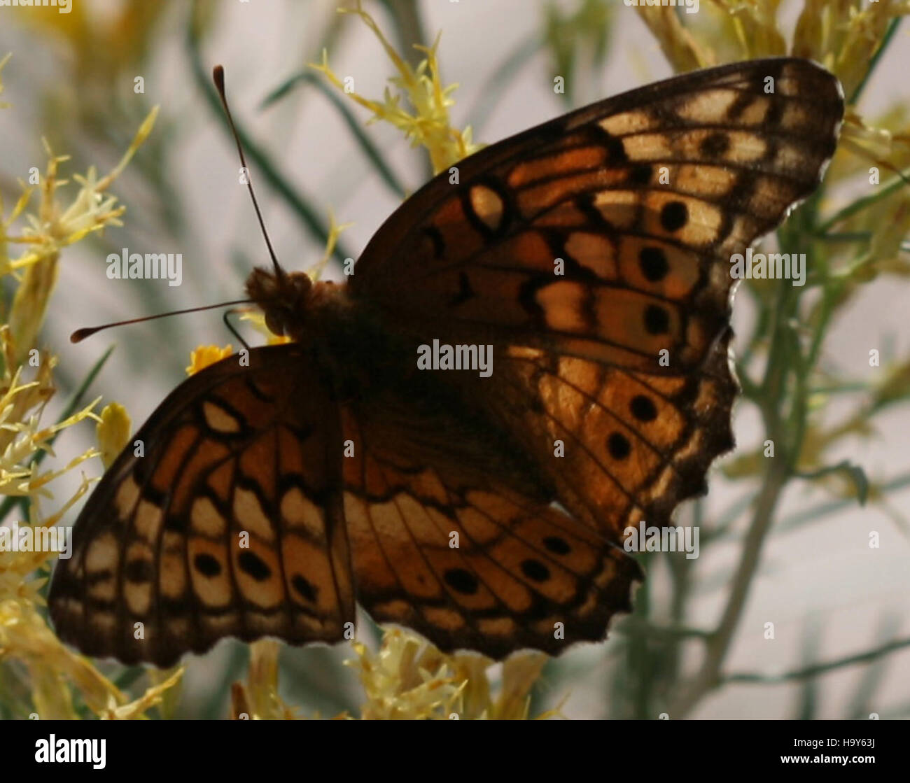 Variegated fritillary butterflies hi-res stock photography and images ...