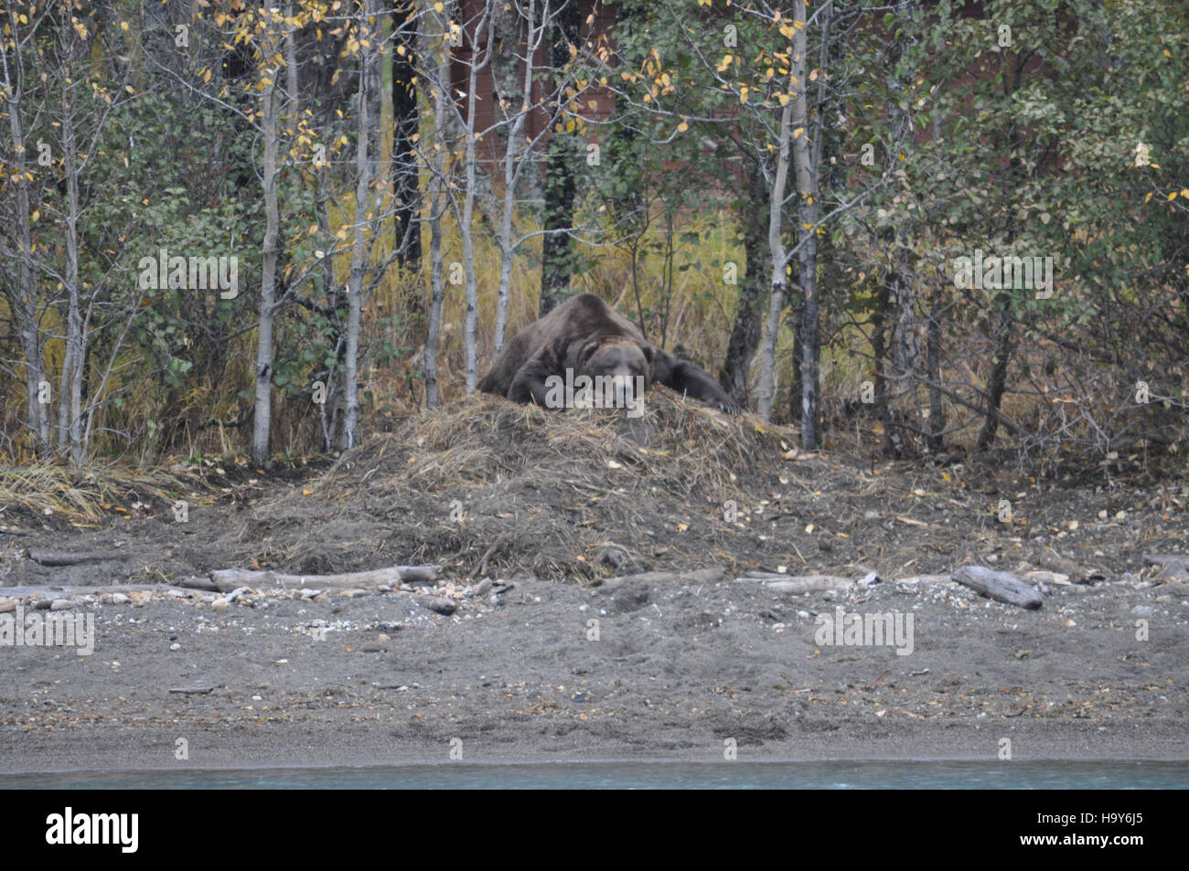 A bear lurches over a carcass in Katmai National Park, illustrating the ...