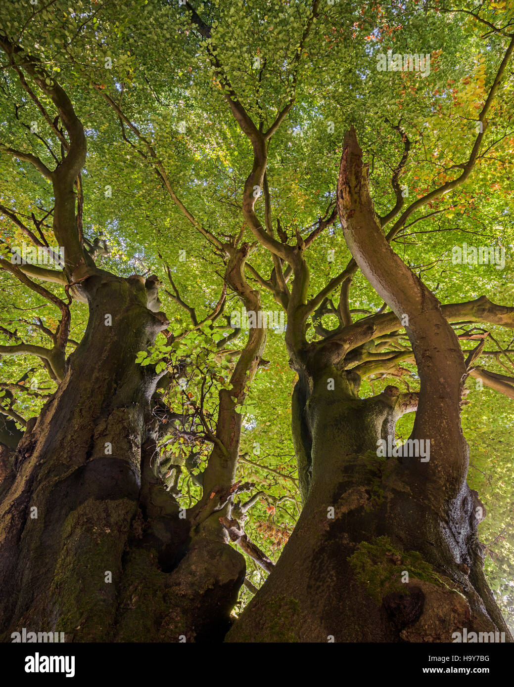 Ancient Veteran Beech Tree Fagus Sylvatica In Cotswold Commons And