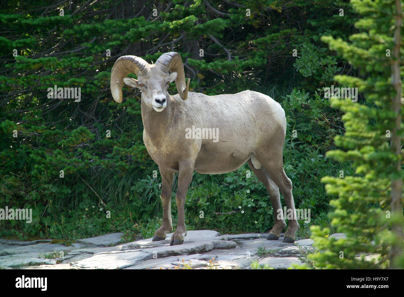A Bighorn ram in Glacier National Park, an iconic species of the Rocky ...