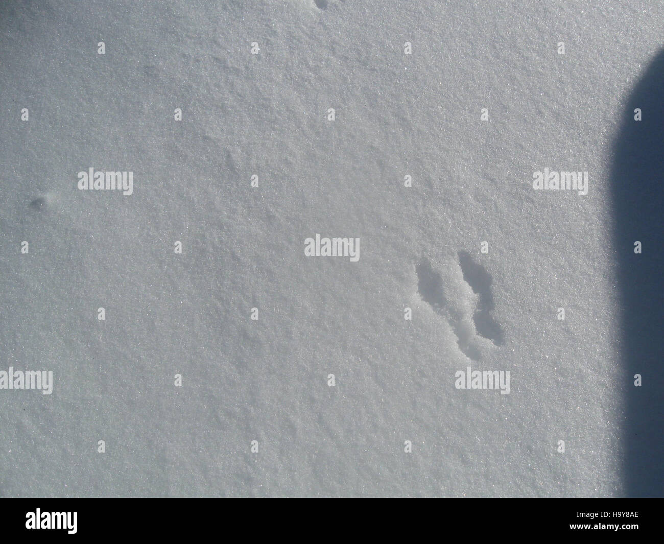 This image features animal tracks in freshly fallen snow, providing a ...
