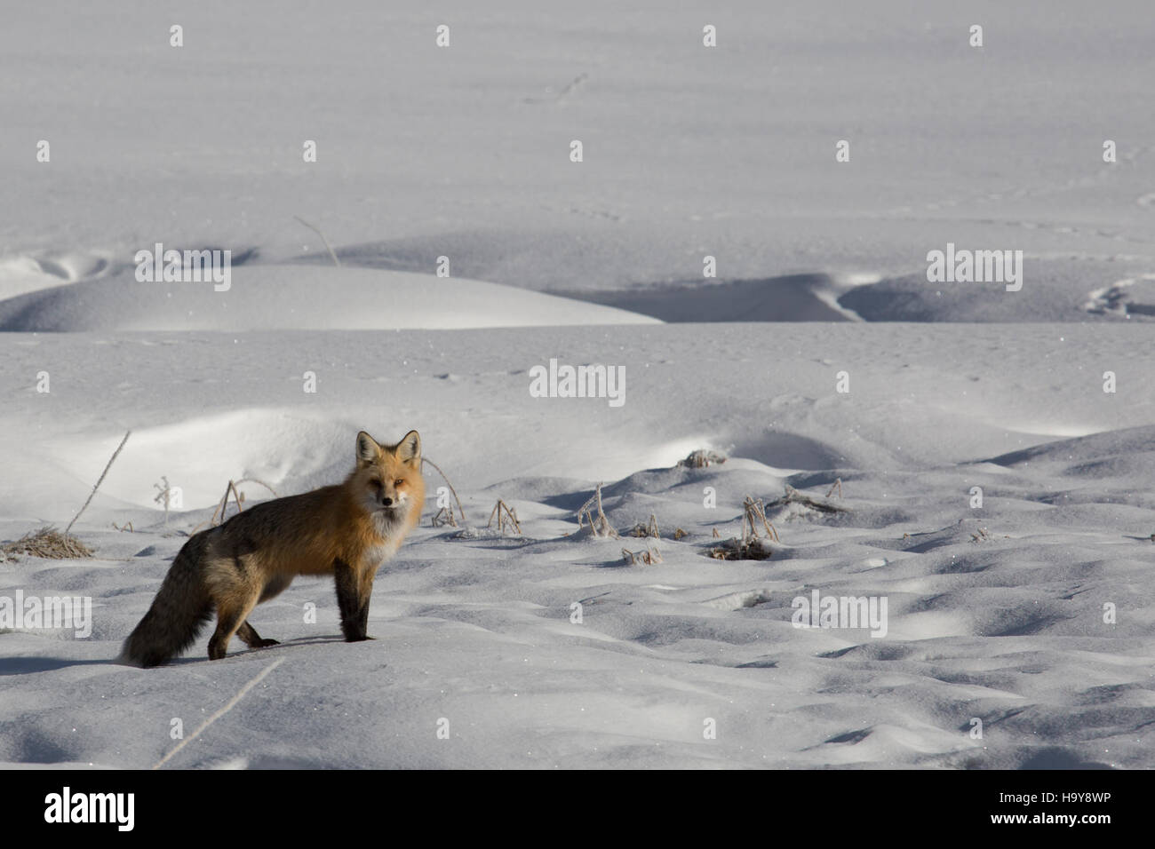 A Red Fox is observed in Yellowstone National Park, where its presence ...