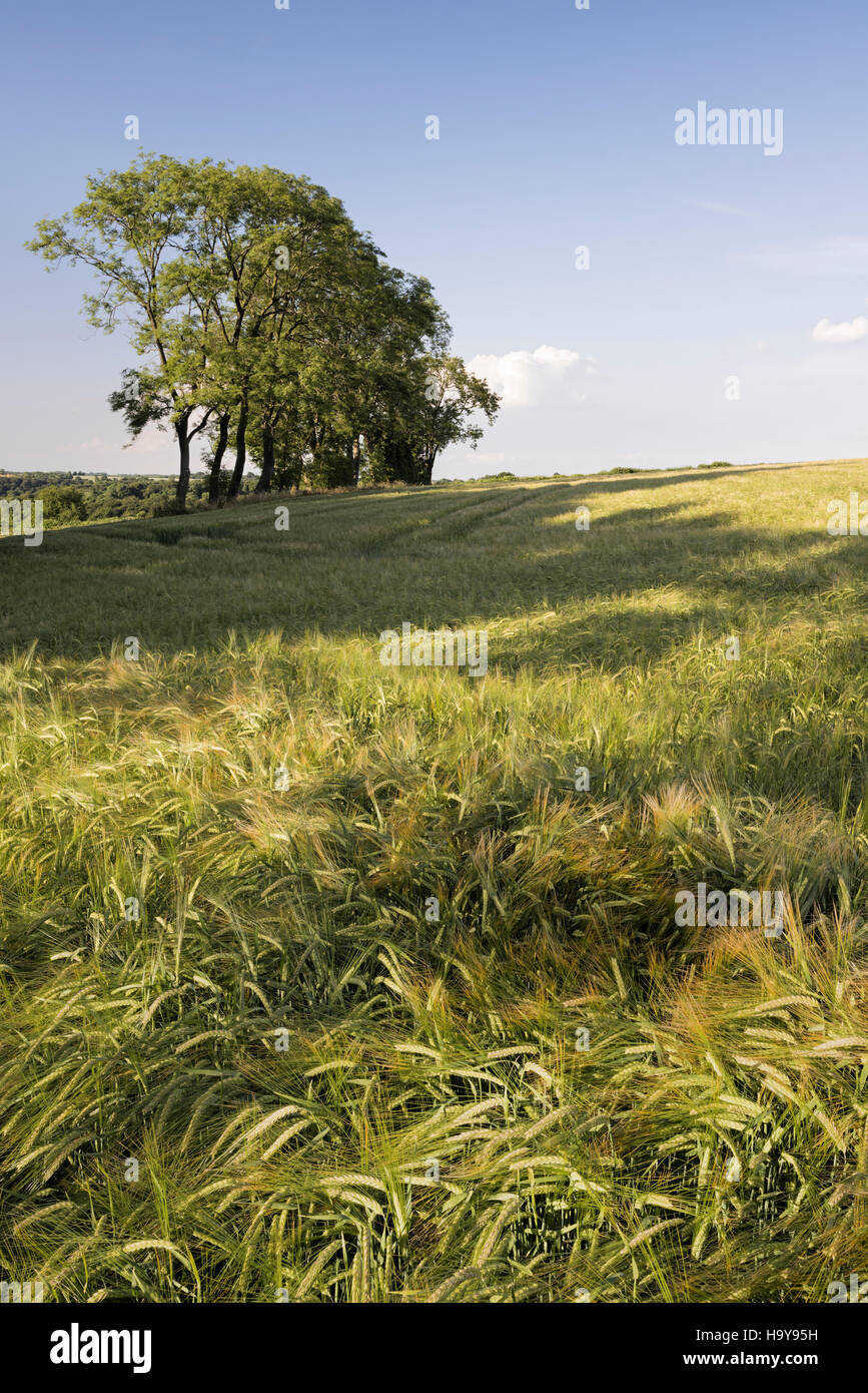 Barley ripening in Cotswold field Stock Photo