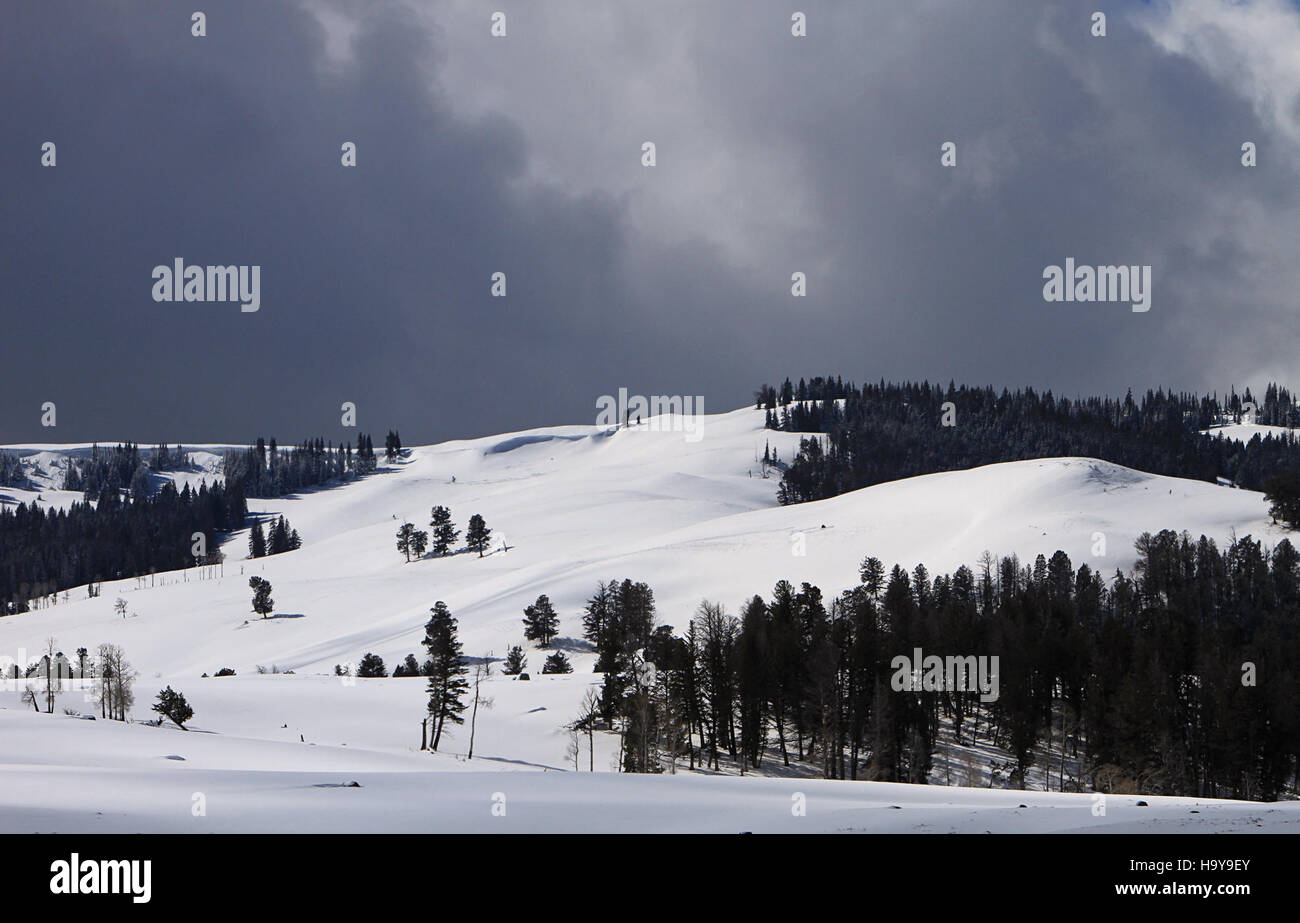 Specimen Ridge, located in Yellowstone National Park, is known for its ...