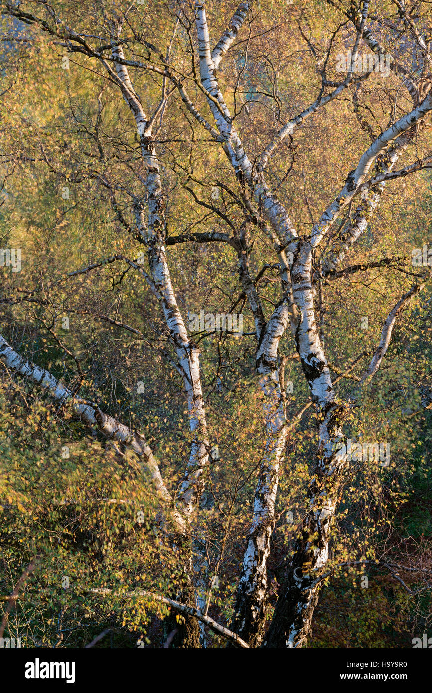 Silver Birch trees in autumn Betula pendula Stock Photo