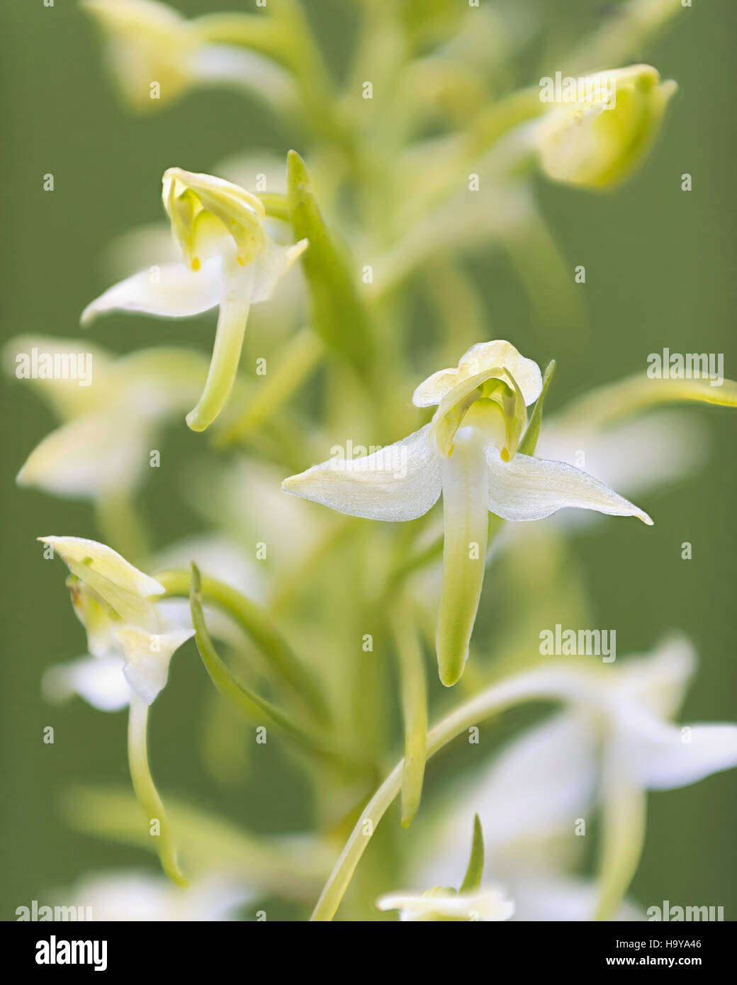 Greater Butterfly-orchid Platathera chlorantha in flower Cotswolds National Nature Reserve Stock Photo