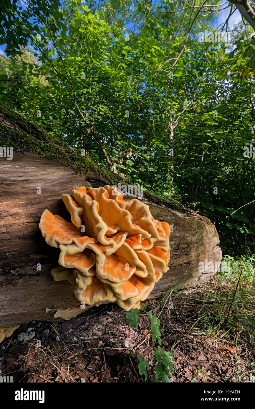 Laetiporus sulphureus, sulphur shelf, chicken of the woods, chicken mushroom, chicken fungus Stock Photo