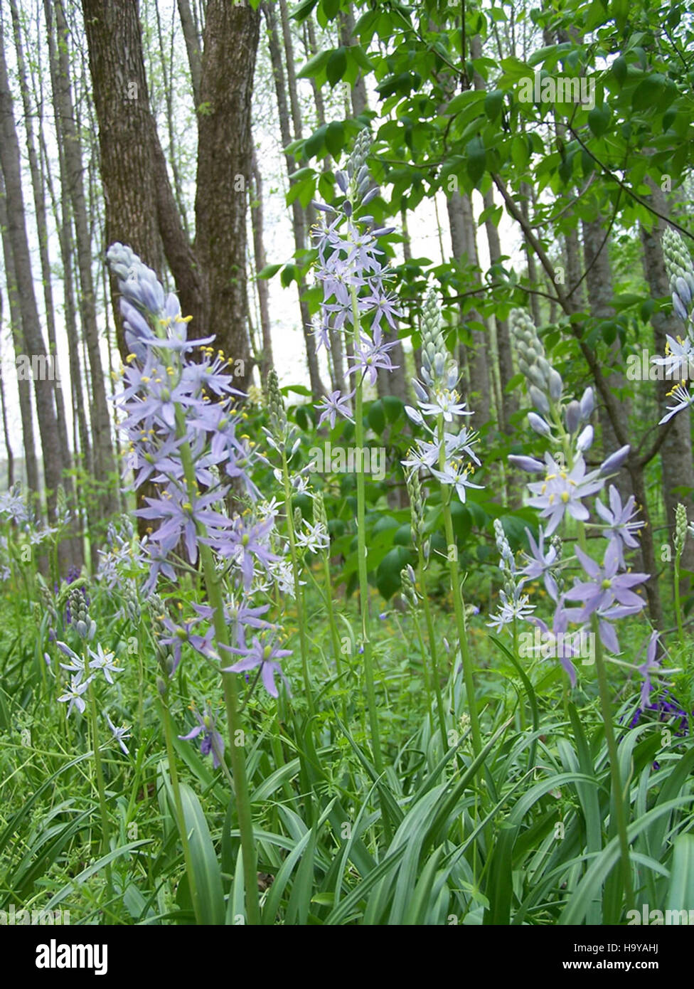Wild Hyacinth Plant