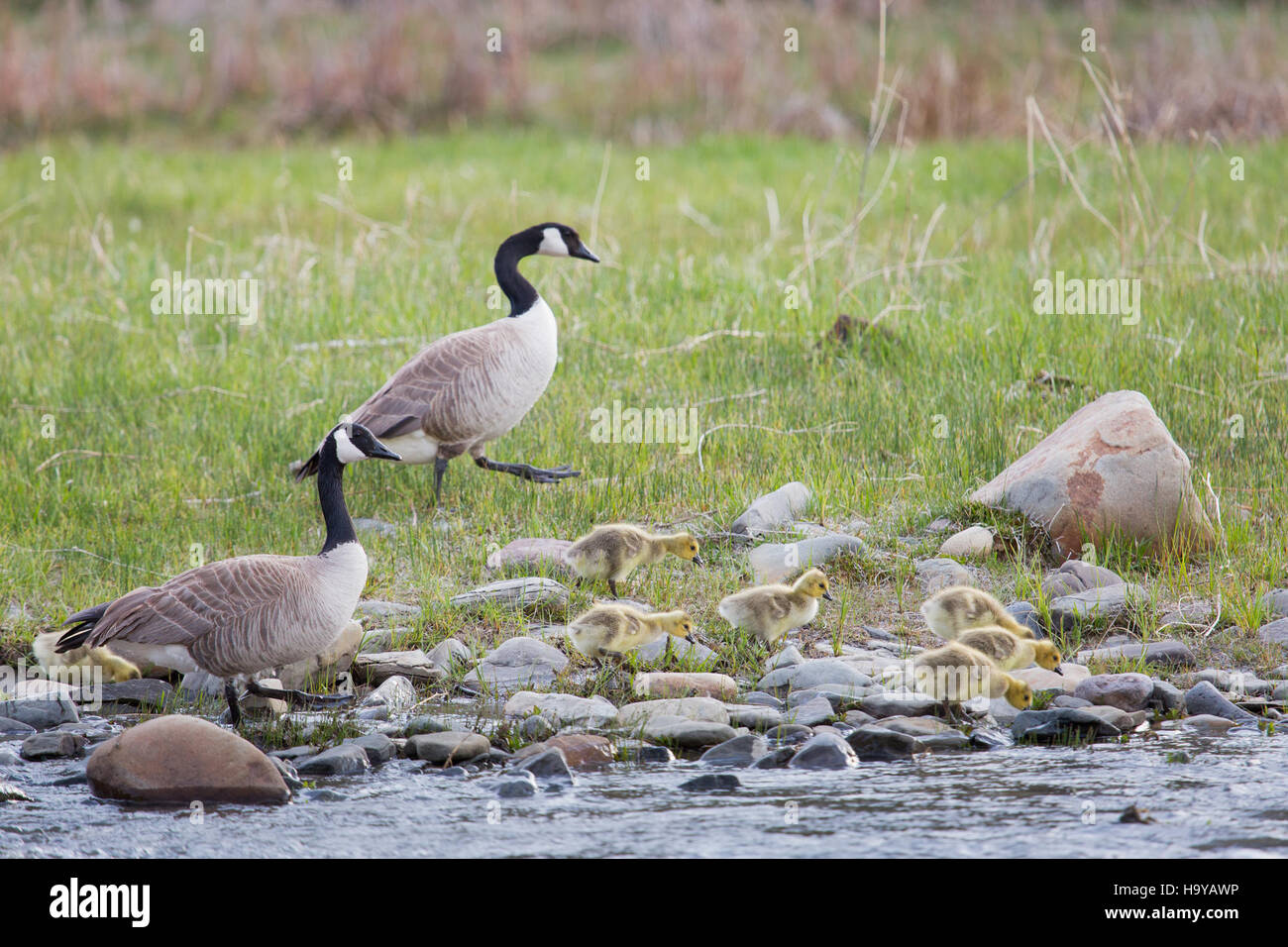Geese Setting The image showcases Canada geese and their goslings in a natural ...